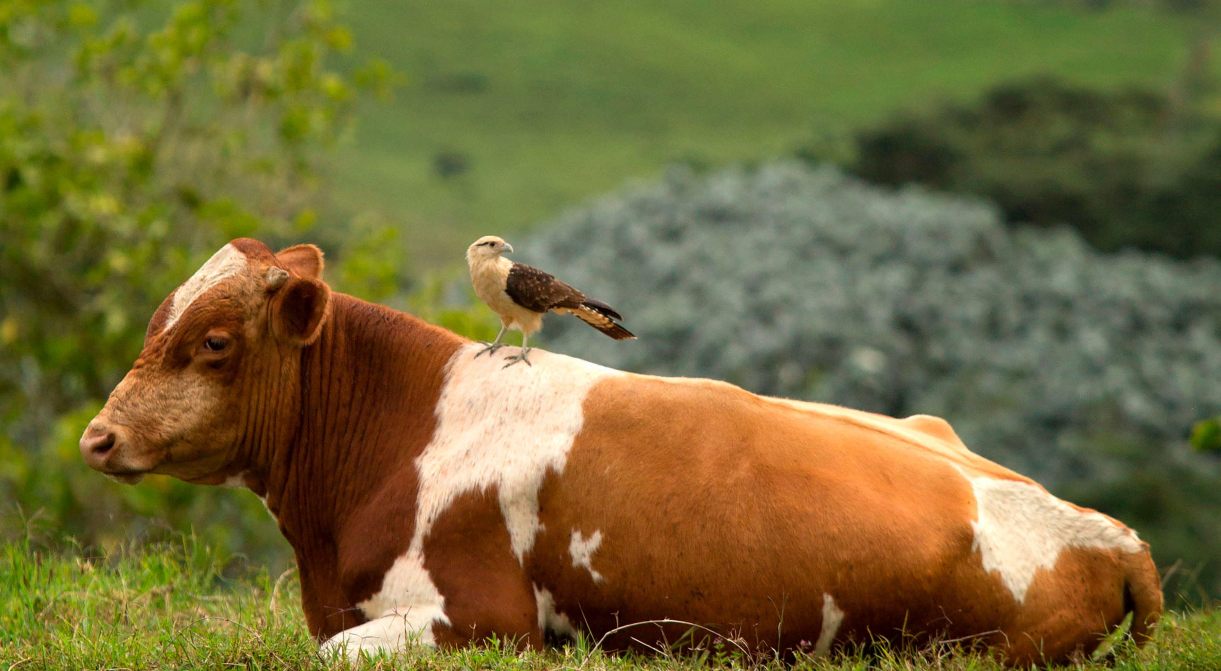 Ganadería sostenible y aves, una fórmula para la biodiversidad