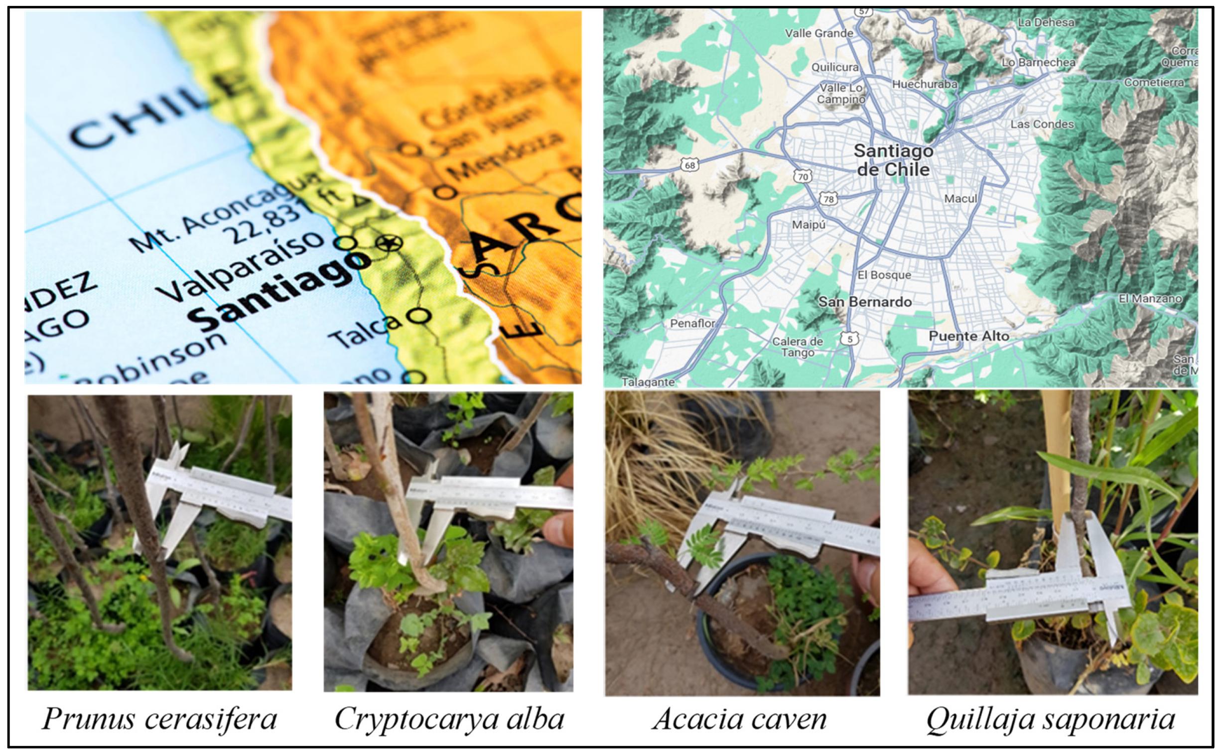 Buildings | Free Full-Text | Configurations for Four Urban Tree ...