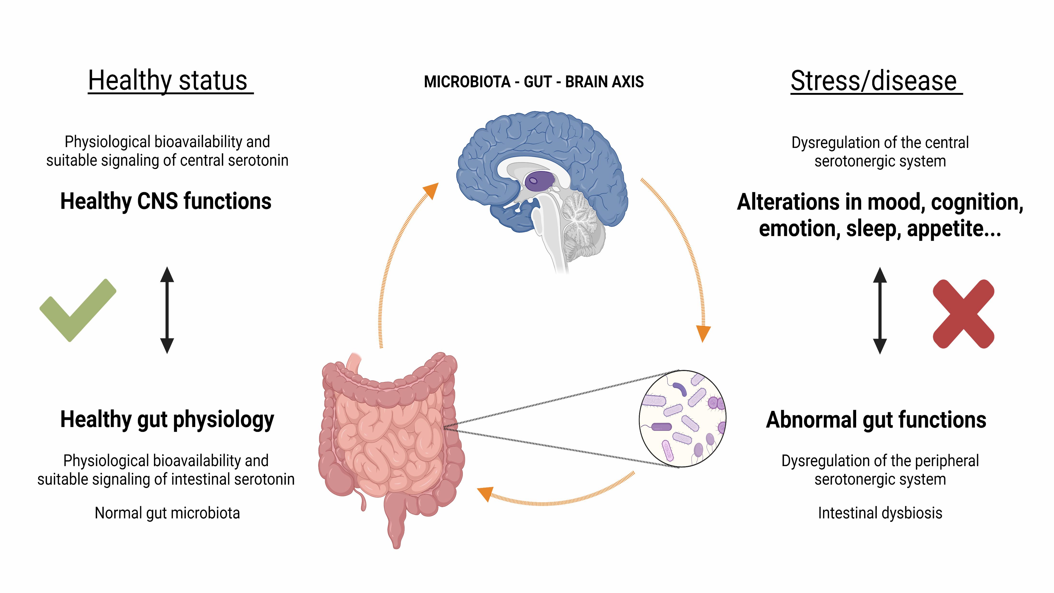 Cuán importante es la serotonina en nuestra vida diaria? - Más ...
