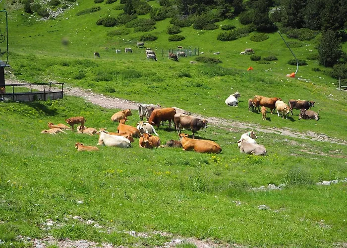 Apartament A La Molina, Grans Vistes, Llar De Foc